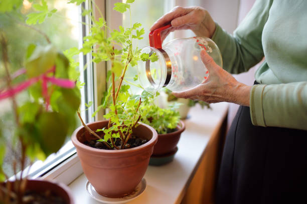 Cách tưới cây cảnh vào mùa hè, ý nghĩa chu trình "khô- ướt" không phải ai cũng biết - Ảnh 4.