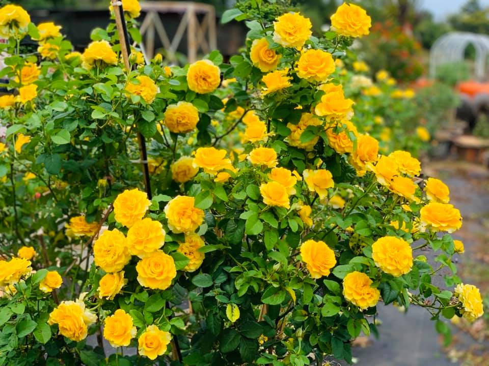 Không thể rời mắt trước vườn hồng đẹp tựa thiên đường của chàng trai Tây Nguyên - Ảnh 4. Không thể rời mắt trước vườn hồng đẹp tựa thiên đường của chàng trai Tây Nguyên - Ảnh 4.