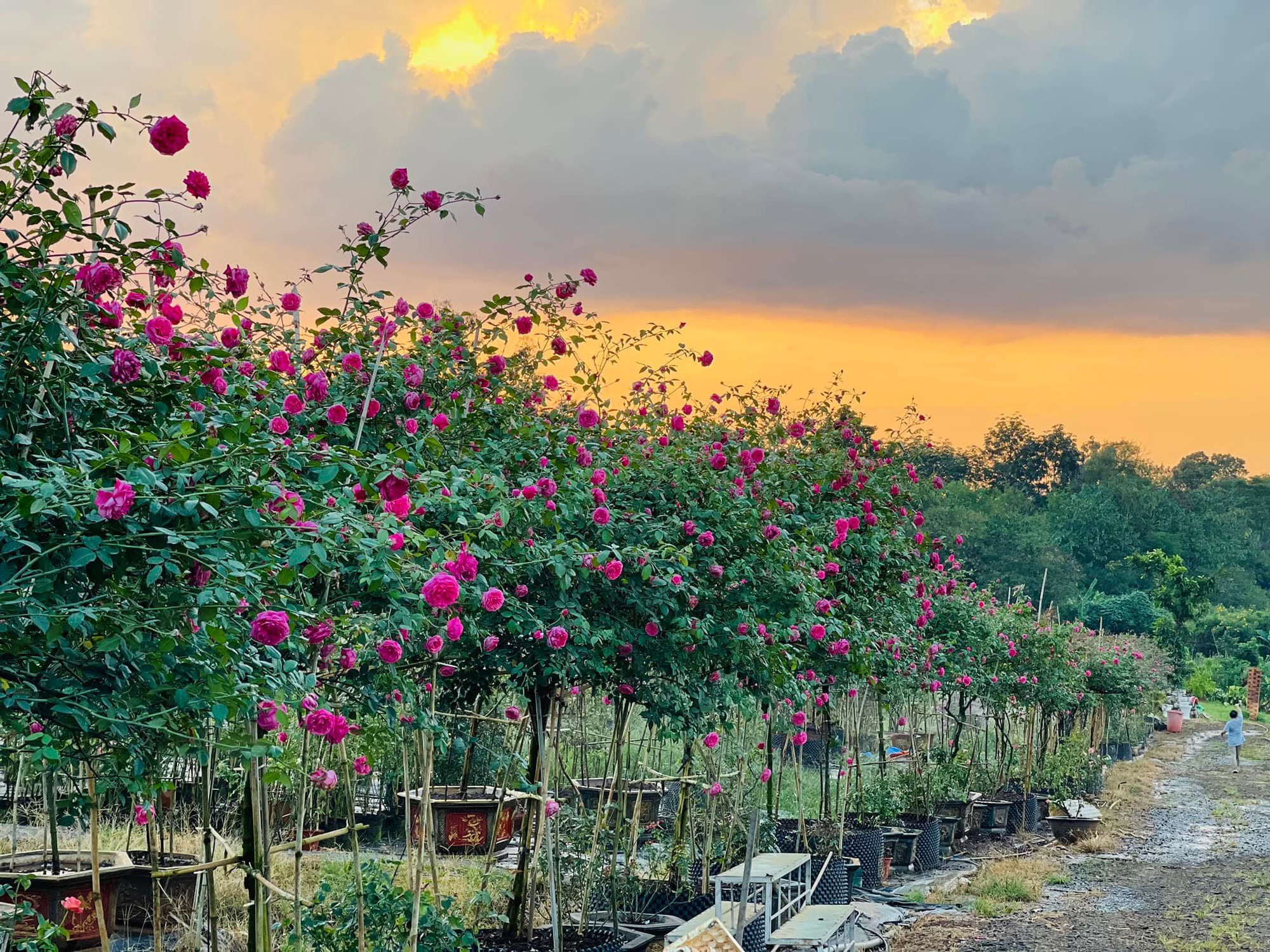Không thể rời mắt trước vườn hồng đẹp tựa thiên đường của chàng trai Tây Nguyên - Ảnh 1. Không thể rời mắt trước vườn hồng đẹp tựa thiên đường của chàng trai Tây Nguyên - Ảnh 1.