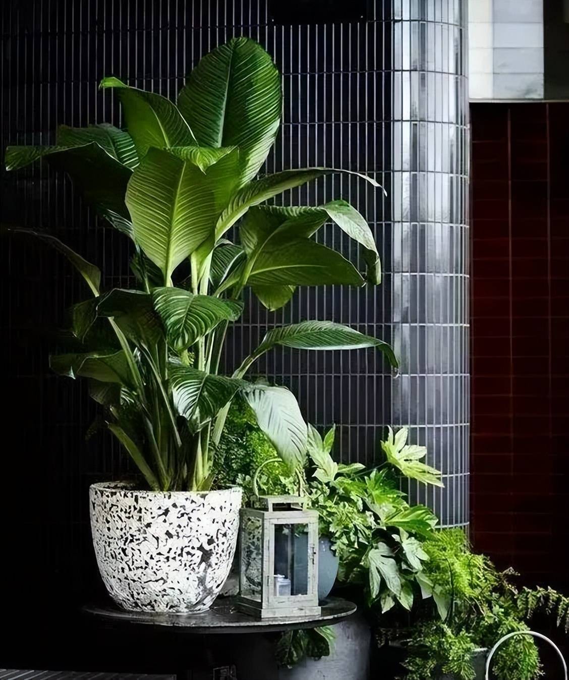 7 cách trồng cây cảnh tốt như rừng trong nhà phố chật chội, chỉ cần có tình yêu sẽ có chỗ cho cây - Ảnh 3.