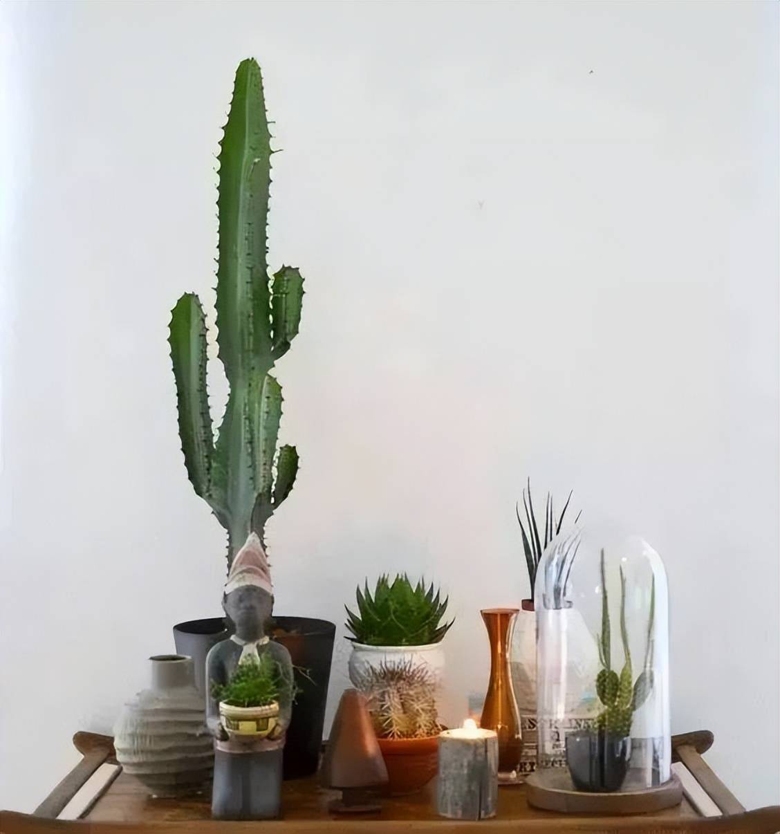 7 cách trồng cây cảnh tốt như rừng trong nhà phố chật chội, chỉ cần có tình yêu sẽ có chỗ cho cây - Ảnh 7.