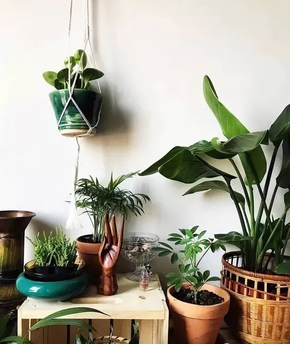 7 cách trồng cây cảnh tốt như rừng trong nhà phố chật chội, chỉ cần có tình yêu sẽ có chỗ cho cây - Ảnh 8.