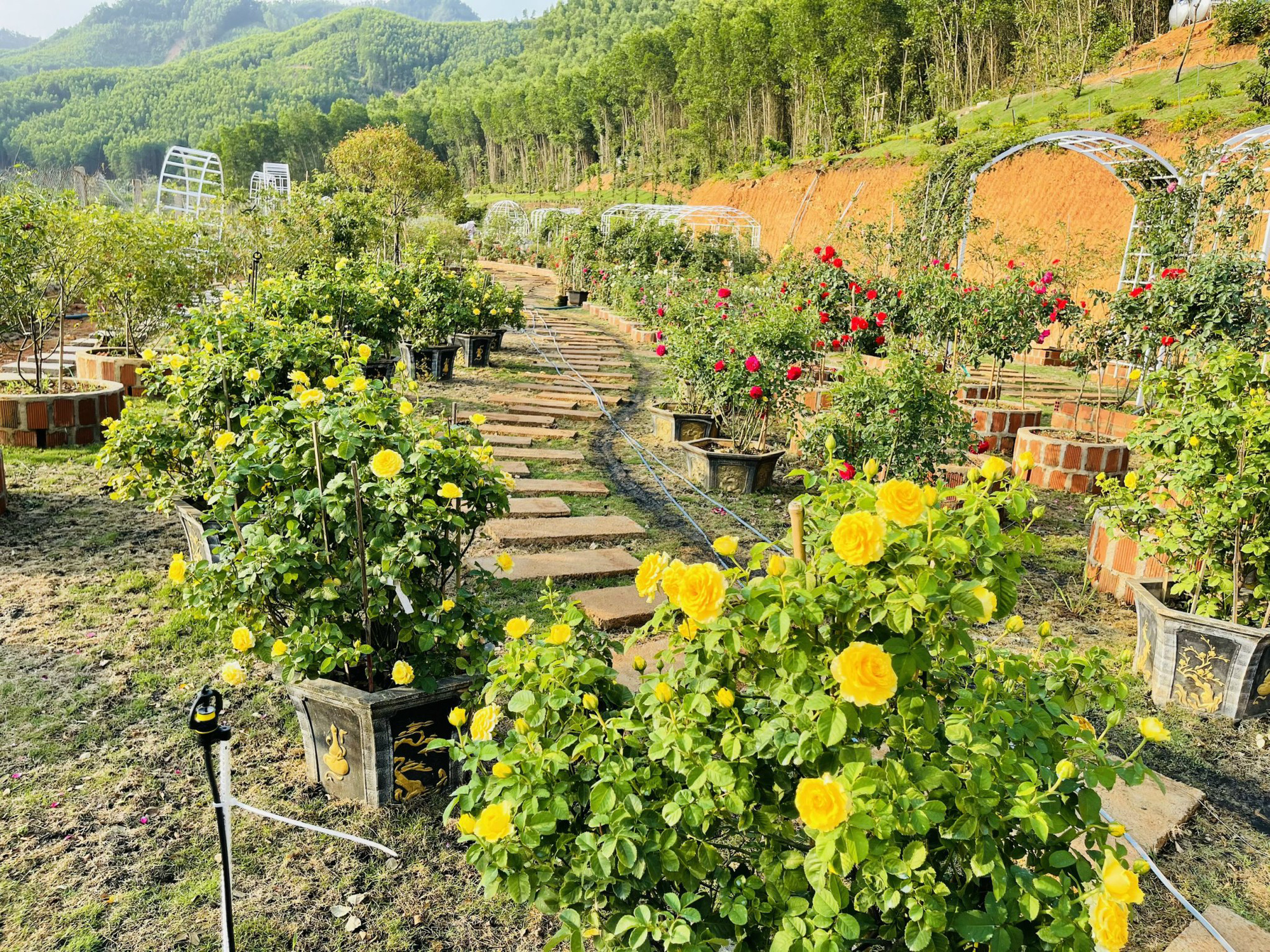 Không thể rời mắt trước vườn hồng đẹp tựa thiên đường của chàng trai Tây Nguyên - Ảnh 11. Không thể rời mắt trước vườn hồng đẹp tựa thiên đường của chàng trai Tây Nguyên - Ảnh 11.