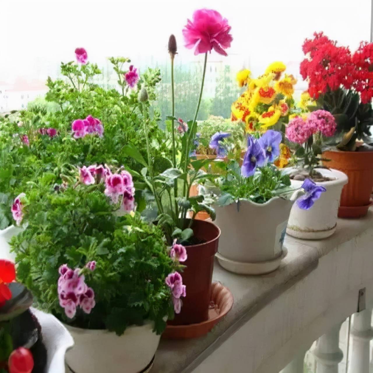 "Thiên đường" tại gia, ban công không chỉ trồng cây cảnh mà có nhiều tác dụng không ngờ - Ảnh 1.