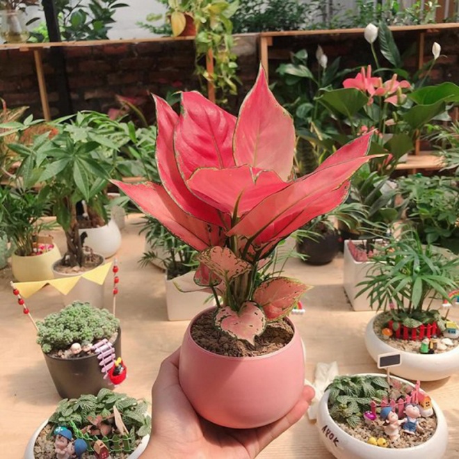 3 loại cây có ý nghĩa phát tài, nhà nào cũng nên có 1 cây trên bàn thờ Thần Tài - Ảnh 1.