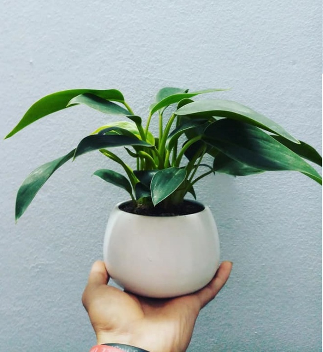 3 loại cây có ý nghĩa phát tài, nhà nào cũng nên có 1 cây trên bàn thờ Thần Tài - Ảnh 2.