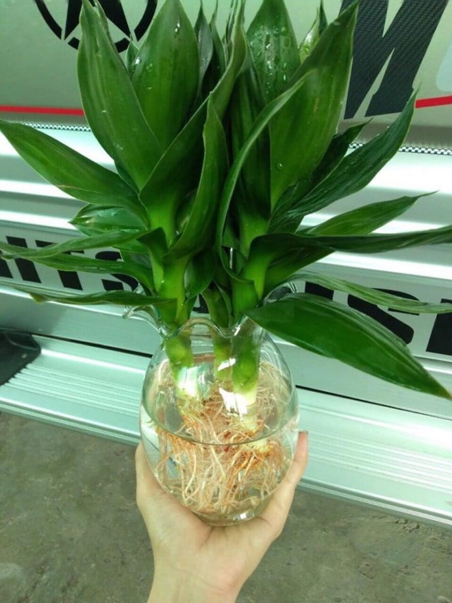 3 loại cây có ý nghĩa phát tài, nhà nào cũng nên có 1 cây trên bàn thờ Thần Tài - Ảnh 3.