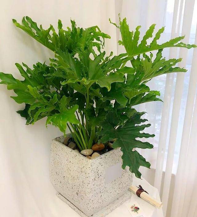 6 loài hoa chịu bóng, trồng tốt trong nhà, ngại nhìn "ánh sáng trực tiếp", phát triển tốt trong môi trường bán bóng - Ảnh 1.