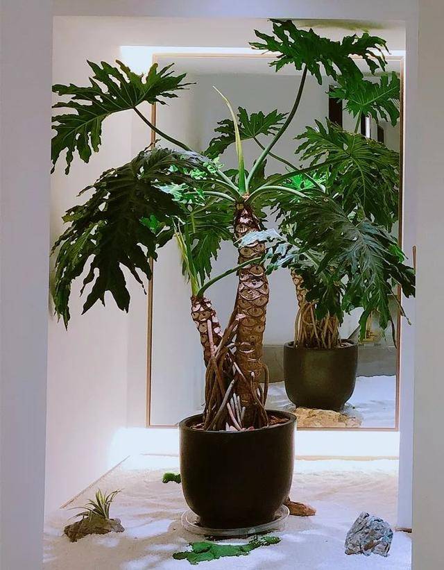 6 loài hoa chịu bóng, trồng tốt trong nhà, ngại nhìn "ánh sáng trực tiếp", phát triển tốt trong môi trường bán bóng - Ảnh 2.