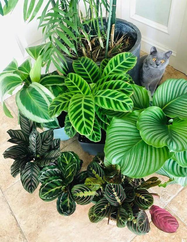 6 loài hoa chịu bóng, trồng tốt trong nhà, ngại nhìn "ánh sáng trực tiếp", phát triển tốt trong môi trường bán bóng - Ảnh 4.