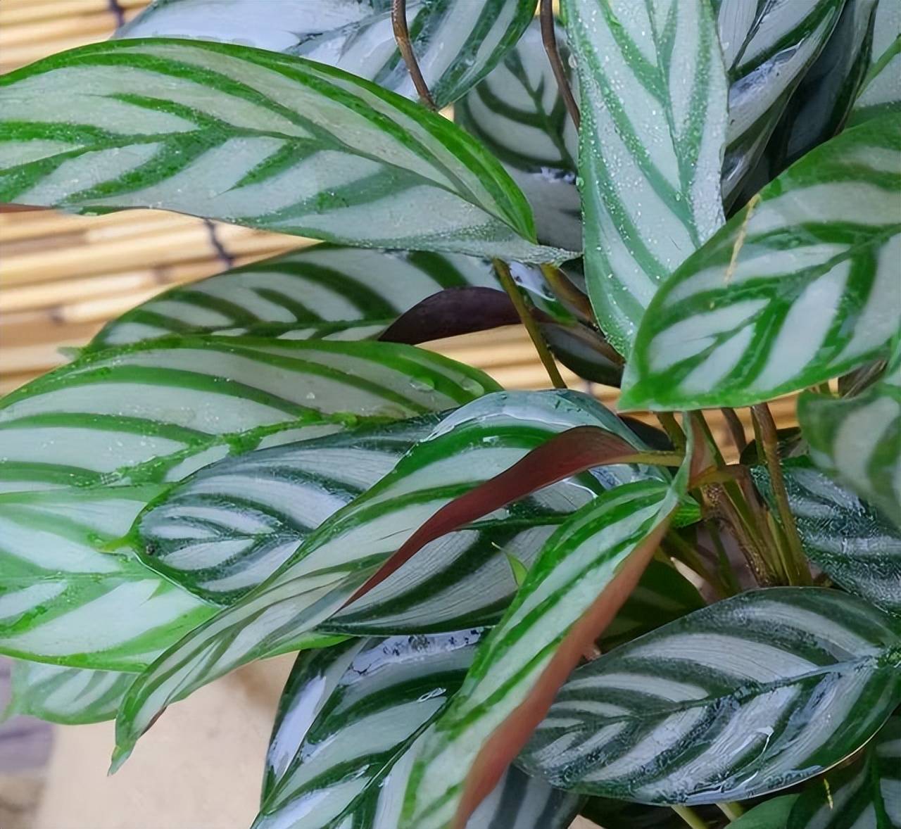 6 loài hoa chịu bóng, trồng tốt trong nhà, ngại nhìn "ánh sáng trực tiếp", phát triển tốt trong môi trường bán bóng - Ảnh 3.