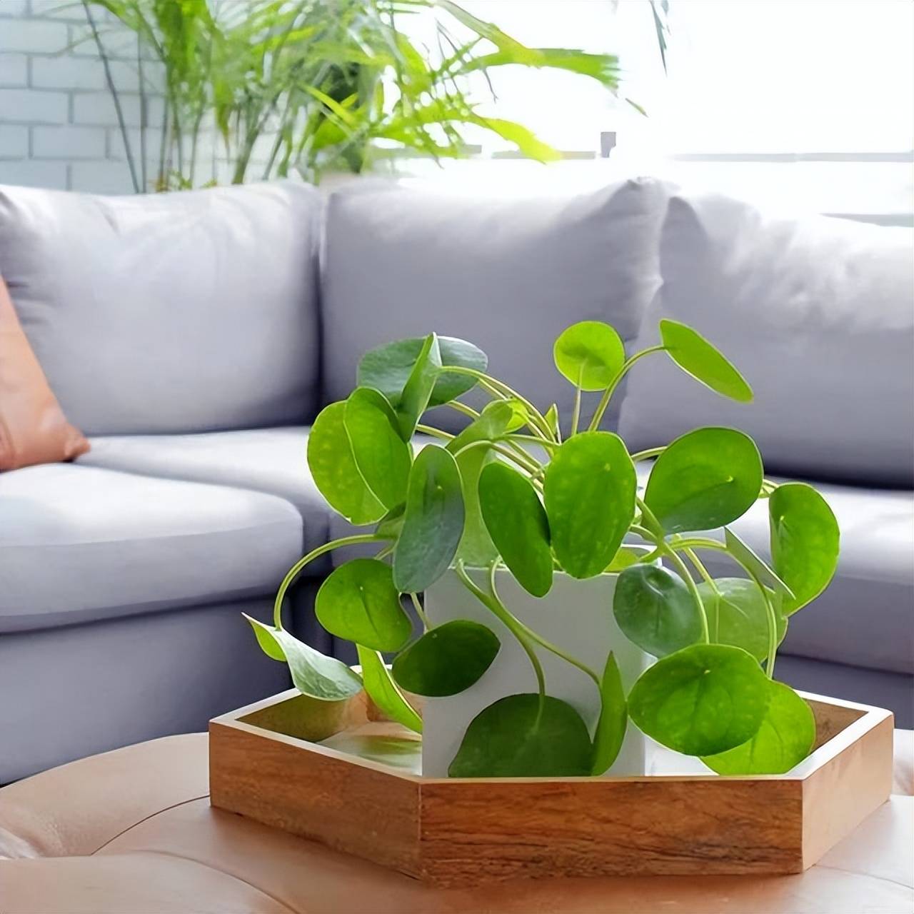 6 loài hoa chịu bóng, trồng tốt trong nhà, ngại nhìn "ánh sáng trực tiếp", phát triển tốt trong môi trường bán bóng - Ảnh 6.