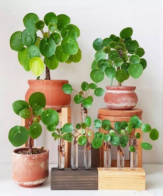 6 loài hoa chịu bóng, trồng tốt trong nhà, ngại nhìn "ánh sáng trực tiếp", phát triển tốt trong môi trường bán bóng - Ảnh 7.