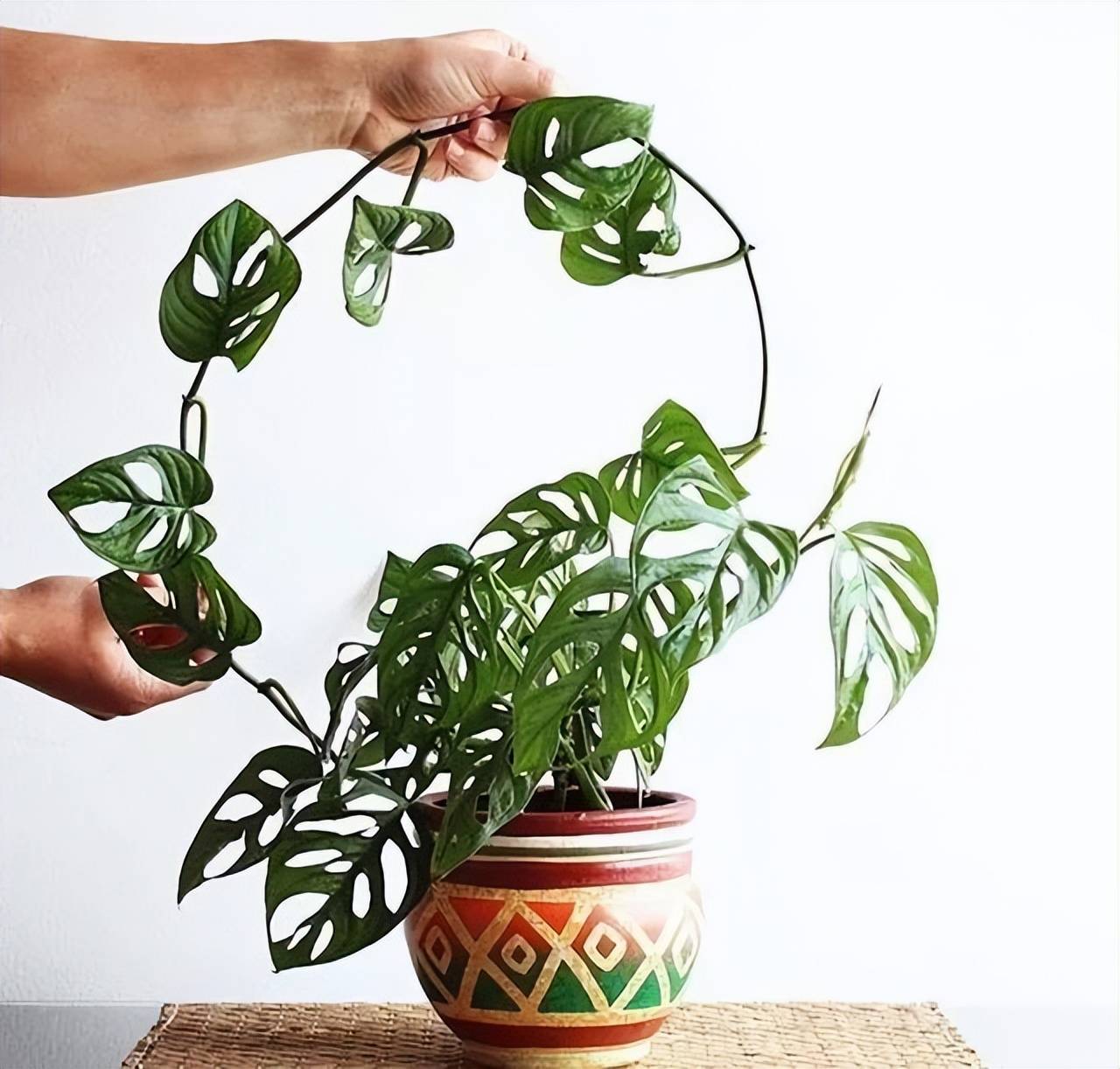 6 loài hoa chịu bóng, trồng tốt trong nhà, ngại nhìn "ánh sáng trực tiếp", phát triển tốt trong môi trường bán bóng - Ảnh 9.