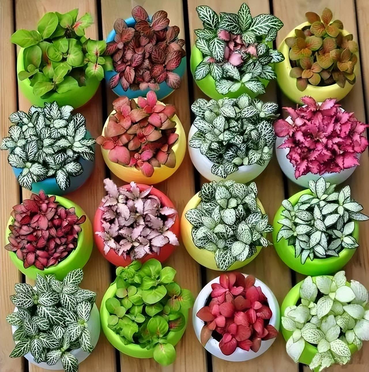 6 loài hoa chịu bóng, trồng tốt trong nhà, ngại nhìn "ánh sáng trực tiếp", phát triển tốt trong môi trường bán bóng - Ảnh 10.