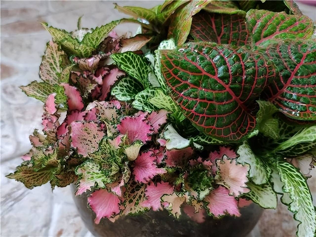 6 loài hoa chịu bóng, trồng tốt trong nhà, ngại nhìn "ánh sáng trực tiếp", phát triển tốt trong môi trường bán bóng - Ảnh 11.