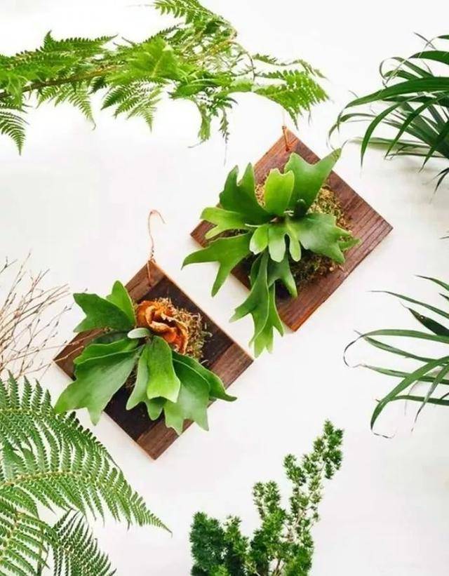 6 loài hoa chịu bóng, trồng tốt trong nhà, ngại nhìn "ánh sáng trực tiếp", phát triển tốt trong môi trường bán bóng - Ảnh 12.