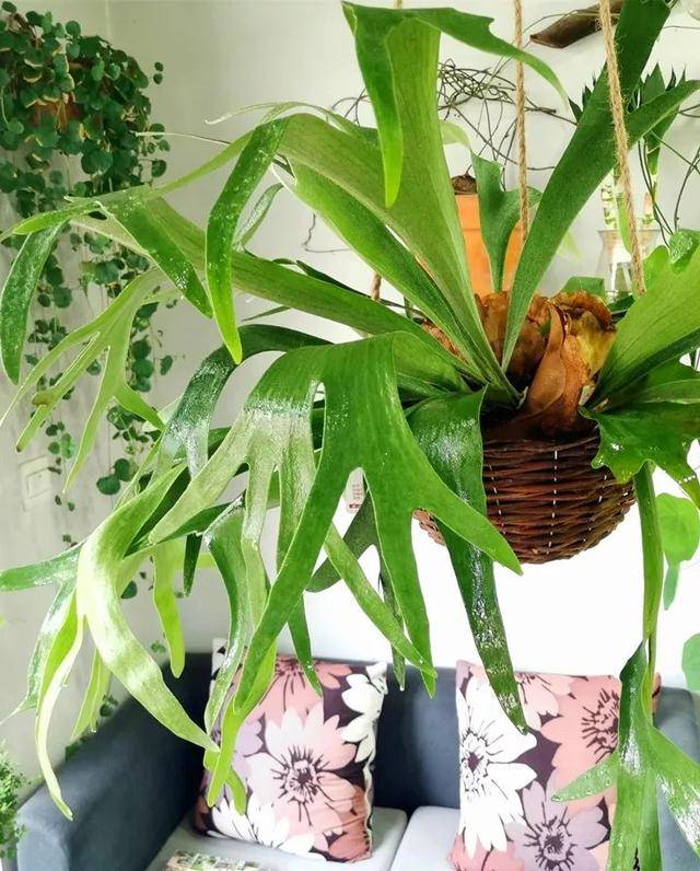 6 cây cảnh ngại "nhìn trời", sống trong nhà như cá gặp nước, dáng lá rất đẹp - Ảnh 13.