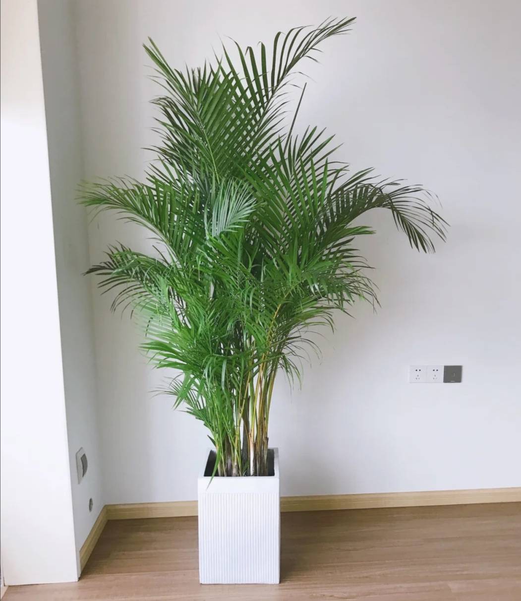 6 cây cảnh quý tộc, đặt ở phòng khách vừa sang trọng, ấn tượng lại chiêu tài hút lộc - Ảnh 13. 6 cây cảnh quý tộc, đặt ở phòng khách vừa sang trọng, ấn tượng lại chiêu tài hút lộc - Ảnh 13.