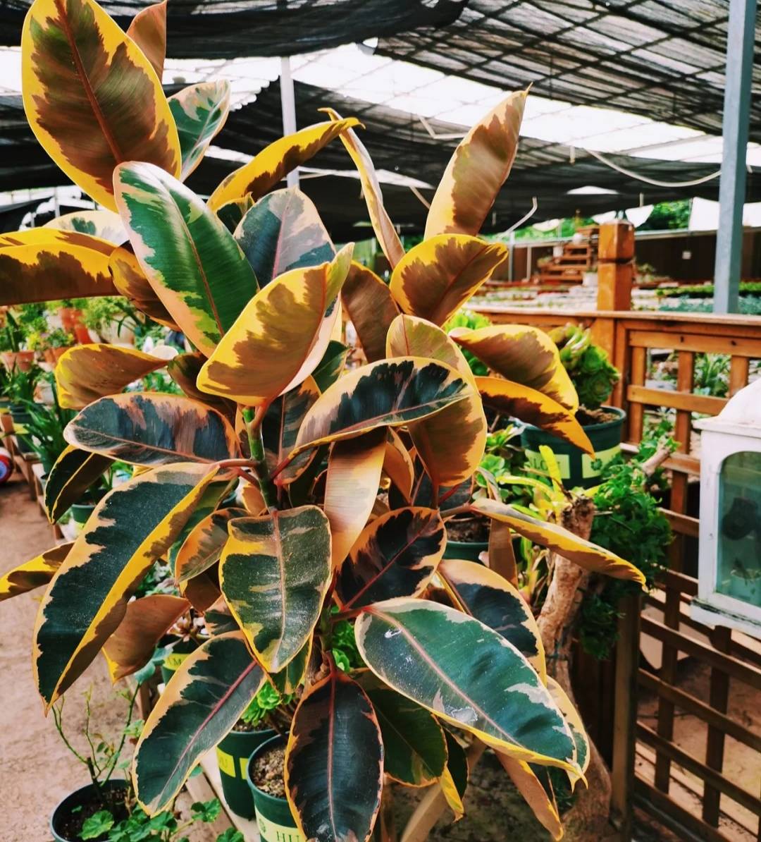 6 cây cảnh quý tộc, đặt ở phòng khách vừa sang trọng, ấn tượng lại chiêu tài hút lộc - Ảnh 16. 6 cây cảnh quý tộc, đặt ở phòng khách vừa sang trọng, ấn tượng lại chiêu tài hút lộc - Ảnh 16.