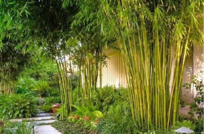 6 loại cây được ví như Thần Tài, cứ trồng trước cửa là tài lộc ùa về nhà, con cháu phú quý đời đời - Ảnh 3. 6 loại cây được ví như Thần Tài, cứ trồng trước cửa là tài lộc ùa về nhà, con cháu phú quý đời đời - Ảnh 3.
