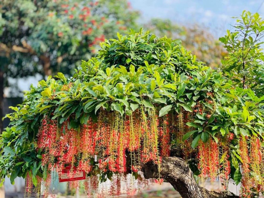 6 loại cây được ví như Thần Tài, cứ trồng trước cửa là tài lộc ùa về nhà, con cháu phú quý đời đời - Ảnh 4. 6 loại cây được ví như Thần Tài, cứ trồng trước cửa là tài lộc ùa về nhà, con cháu phú quý đời đời - Ảnh 4.
