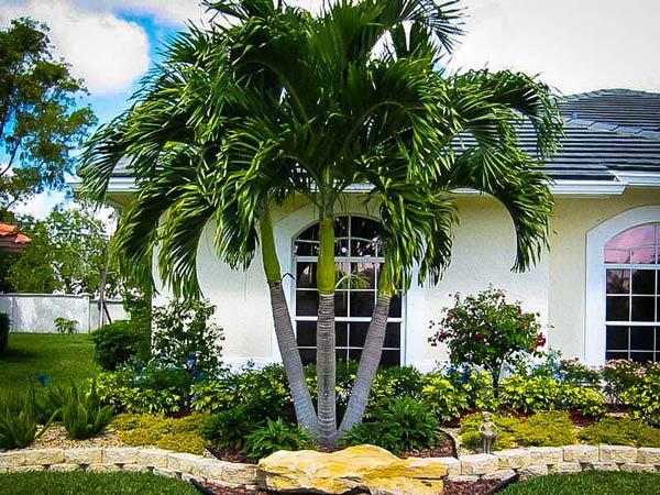 6 loại cây được ví như Thần Tài, cứ trồng trước cửa là tài lộc ùa về nhà, con cháu phú quý đời đời - Ảnh 2. 6 loại cây được ví như Thần Tài, cứ trồng trước cửa là tài lộc ùa về nhà, con cháu phú quý đời đời - Ảnh 2.