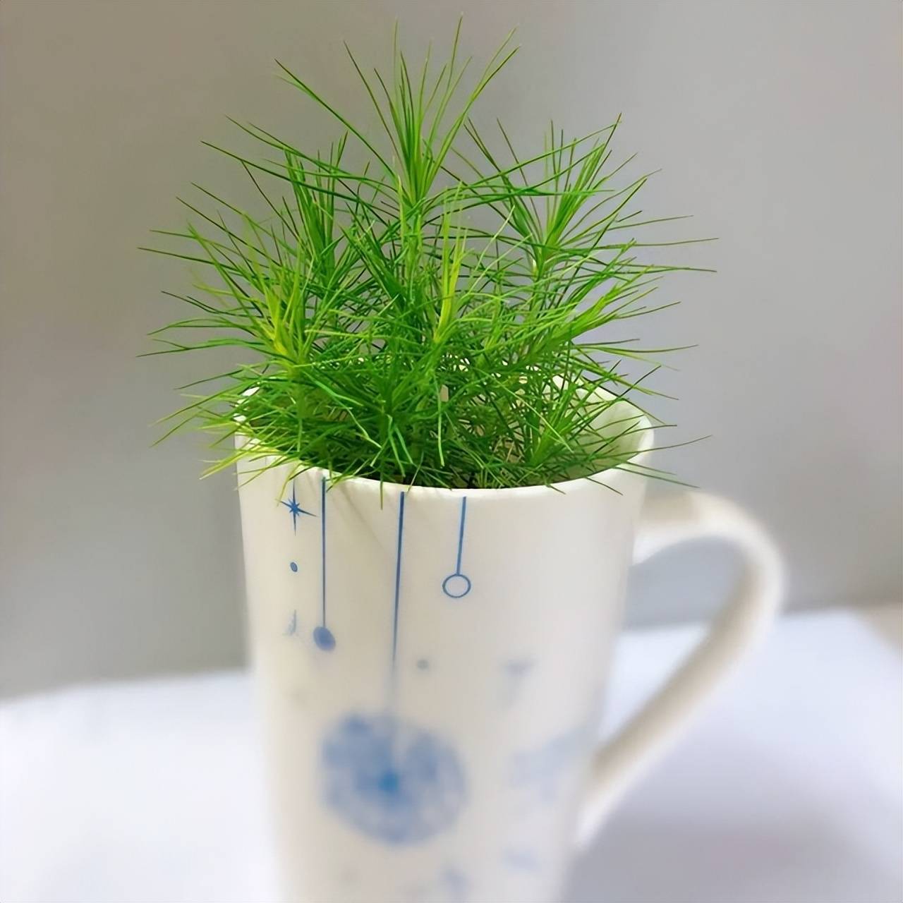 Trồng chậu cây cảnh mini, xinh đẹp từ rác nhà bếp, ai ngờ chứ, bạn hãy thử xem - Ảnh 4. Trồng chậu cây cảnh mini, xinh đẹp từ rác nhà bếp, ai ngờ chứ, bạn hãy thử xem - Ảnh 4.