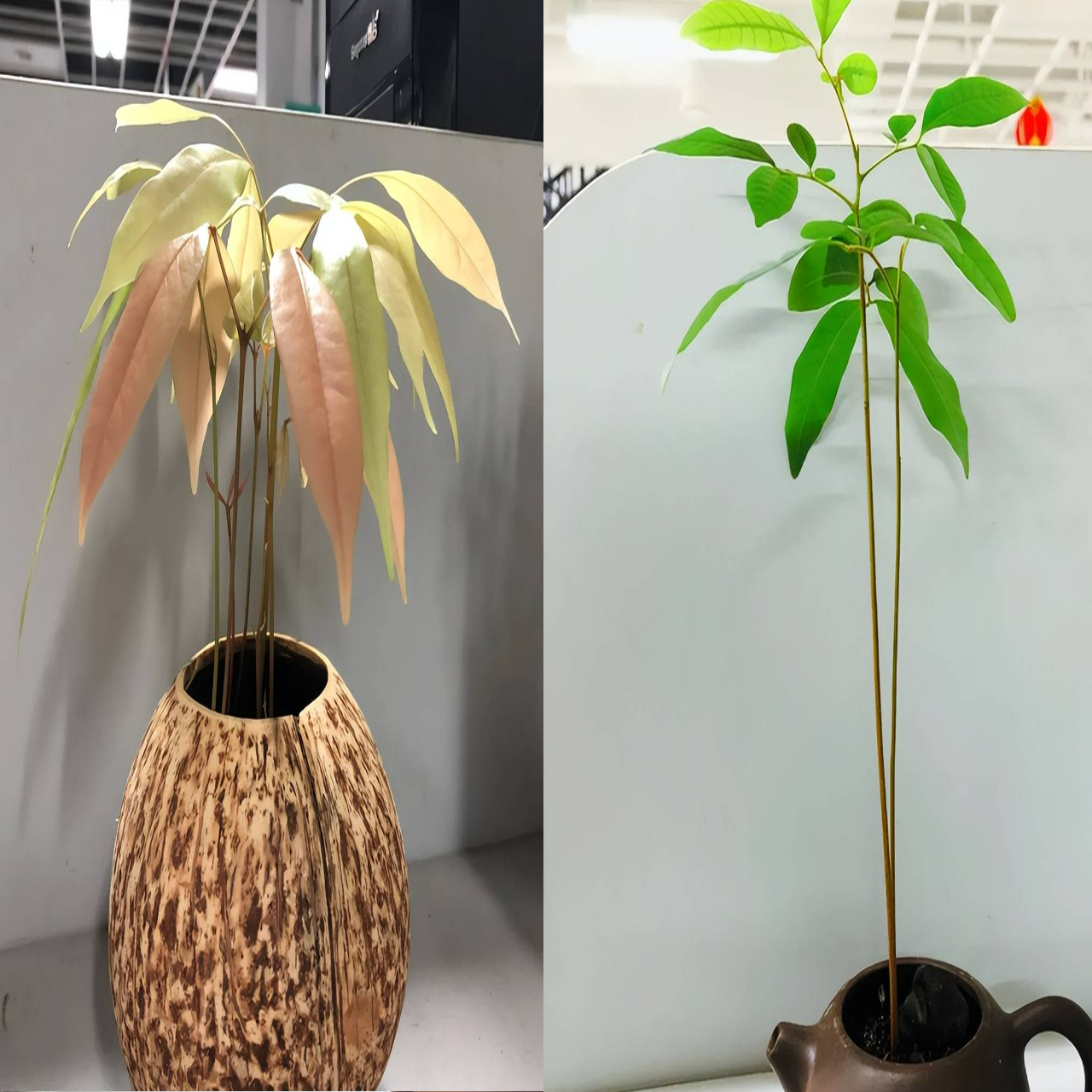 Trồng chậu cây cảnh mini, xinh đẹp từ rác nhà bếp, ai ngờ chứ, bạn hãy thử xem - Ảnh 5. Trồng chậu cây cảnh mini, xinh đẹp từ rác nhà bếp, ai ngờ chứ, bạn hãy thử xem - Ảnh 5.