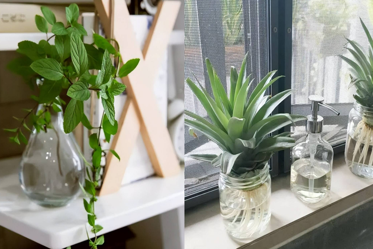 Trồng chậu cây cảnh mini, xinh đẹp từ rác nhà bếp, ai ngờ chứ, bạn hãy thử xem - Ảnh 1. Trồng chậu cây cảnh mini, xinh đẹp từ rác nhà bếp, ai ngờ chứ, bạn hãy thử xem - Ảnh 1.