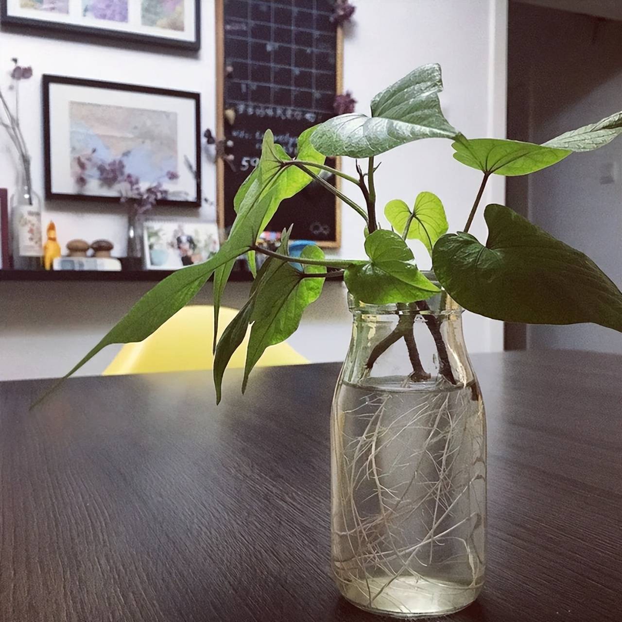 Trồng chậu cây cảnh mini, xinh đẹp từ rác nhà bếp, ai ngờ chứ, bạn hãy thử xem - Ảnh 12. Trồng chậu cây cảnh mini, xinh đẹp từ rác nhà bếp, ai ngờ chứ, bạn hãy thử xem - Ảnh 12.