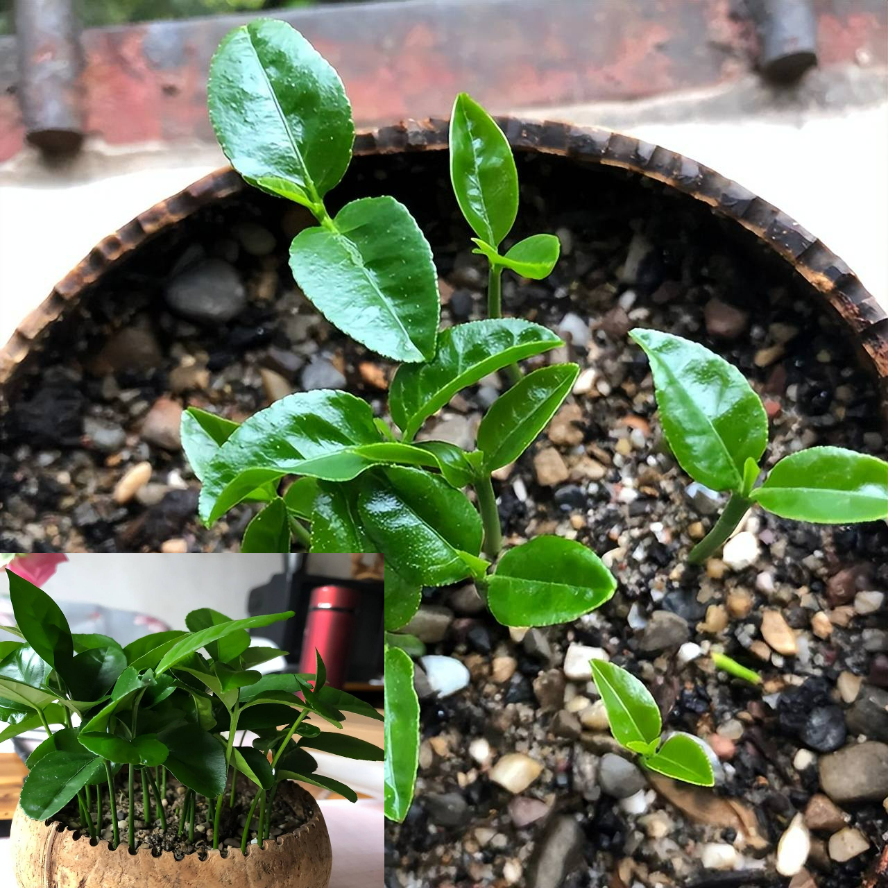 Trồng chậu cây cảnh mini, xinh đẹp từ rác nhà bếp, ai ngờ chứ, bạn hãy thử xem - Ảnh 2. Trồng chậu cây cảnh mini, xinh đẹp từ rác nhà bếp, ai ngờ chứ, bạn hãy thử xem - Ảnh 2.