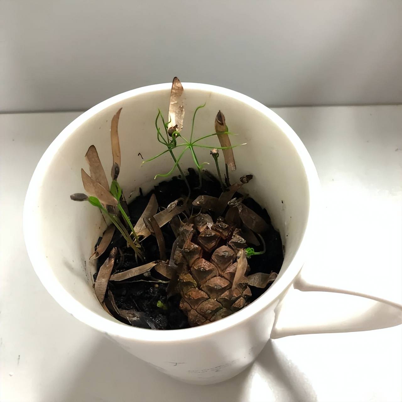 Trồng chậu cây cảnh mini, xinh đẹp từ rác nhà bếp, ai ngờ chứ, bạn hãy thử xem - Ảnh 3. Trồng chậu cây cảnh mini, xinh đẹp từ rác nhà bếp, ai ngờ chứ, bạn hãy thử xem - Ảnh 3.