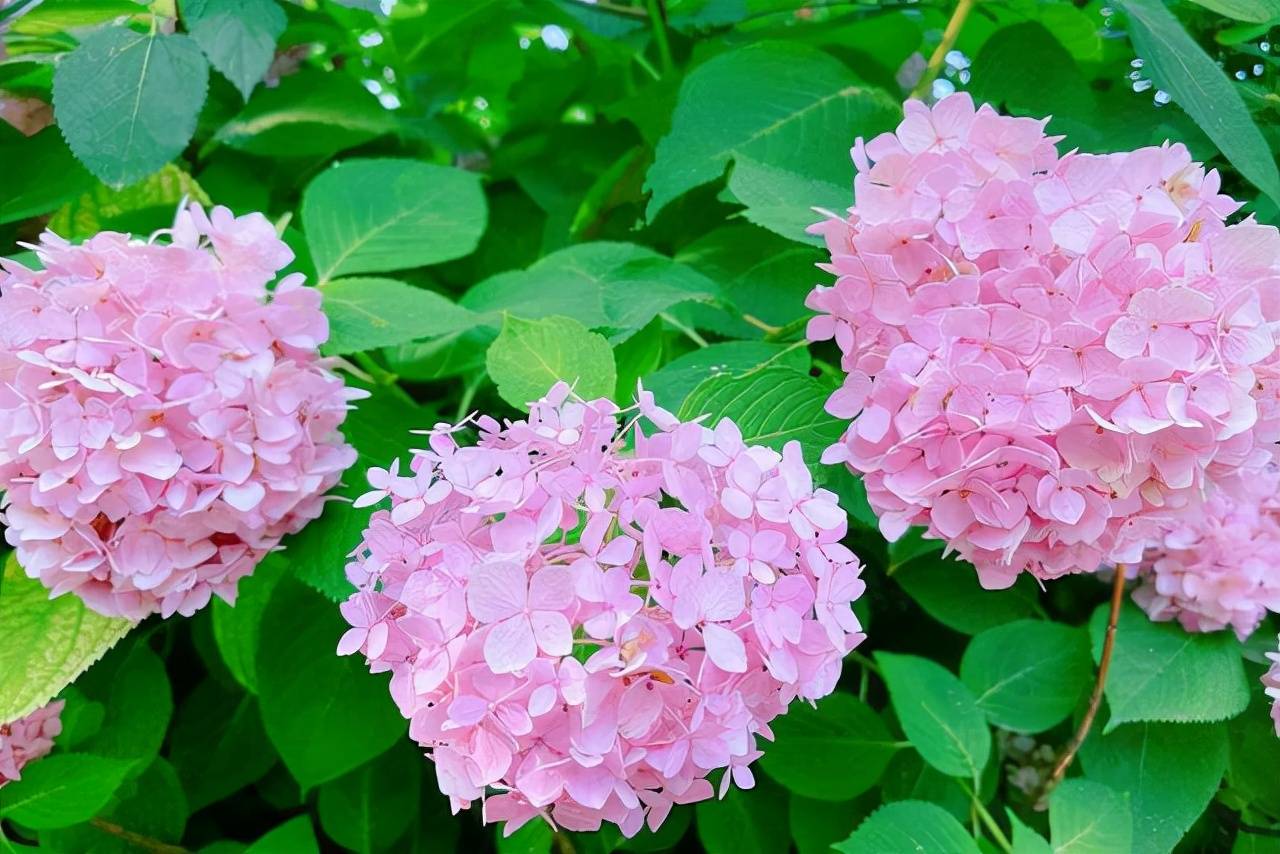 Cây cảnh cẩm tú cầu cần phân bón miễn phí này, sử dụng sai sẽ gây hại - Ảnh 3. Cây cảnh cẩm tú cầu cần phân bón miễn phí này, sử dụng sai sẽ gây hại - Ảnh 3.