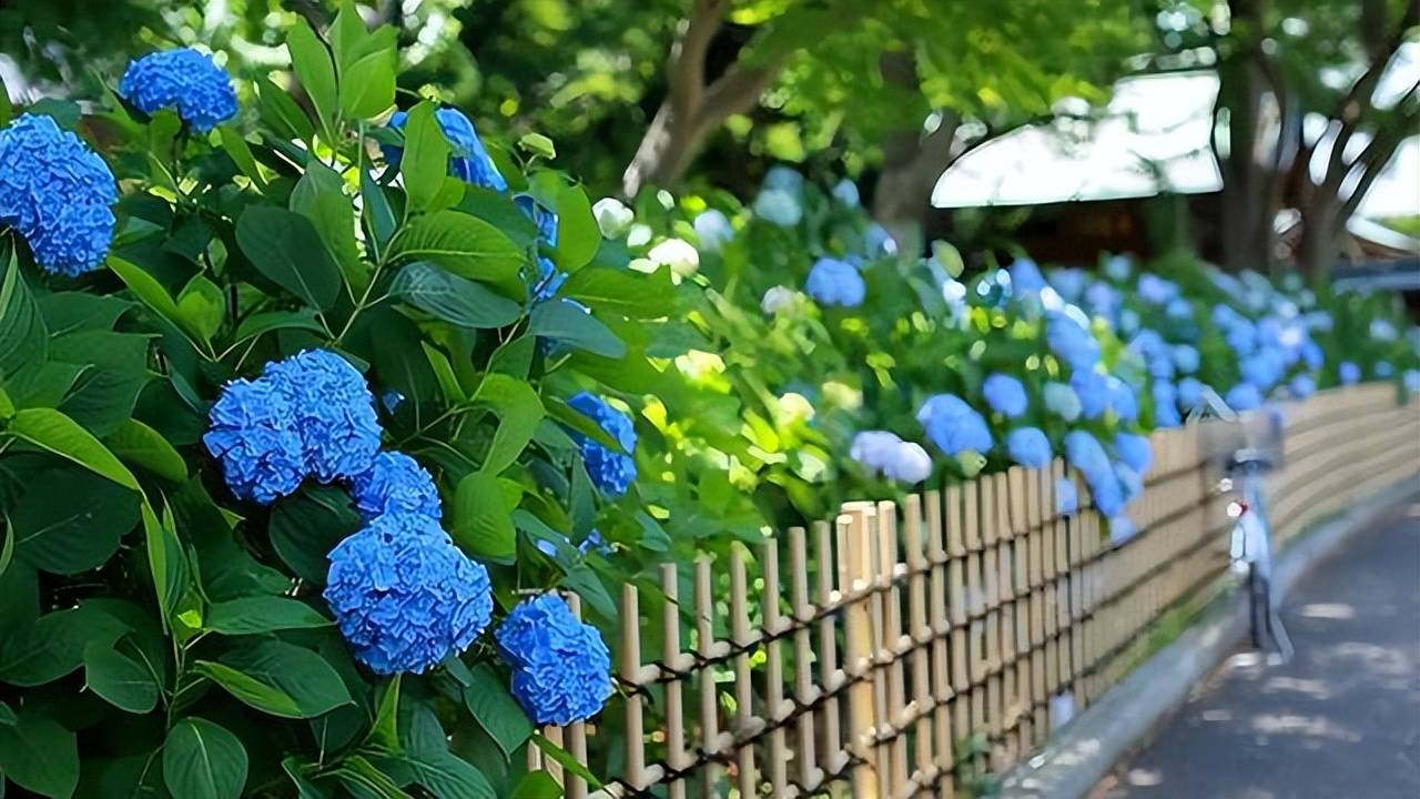 Cây cảnh cẩm tú cầu cần phân bón miễn phí này, sử dụng sai sẽ gây hại - Ảnh 1. Cây cảnh cẩm tú cầu cần phân bón miễn phí này, sử dụng sai sẽ gây hại - Ảnh 1.