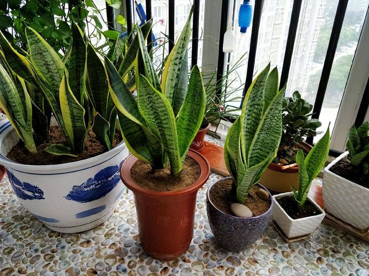 Cây cảnh lưỡi hổ có "2 niềm vui" và "2 nỗi sợ", làm sai bảo sao cây còi cọc, chậm lớn - Ảnh 4. Cây cảnh lưỡi hổ có "2 niềm vui" và "2 nỗi sợ", làm sai bảo sao cây còi cọc, chậm lớn - Ảnh 4.
