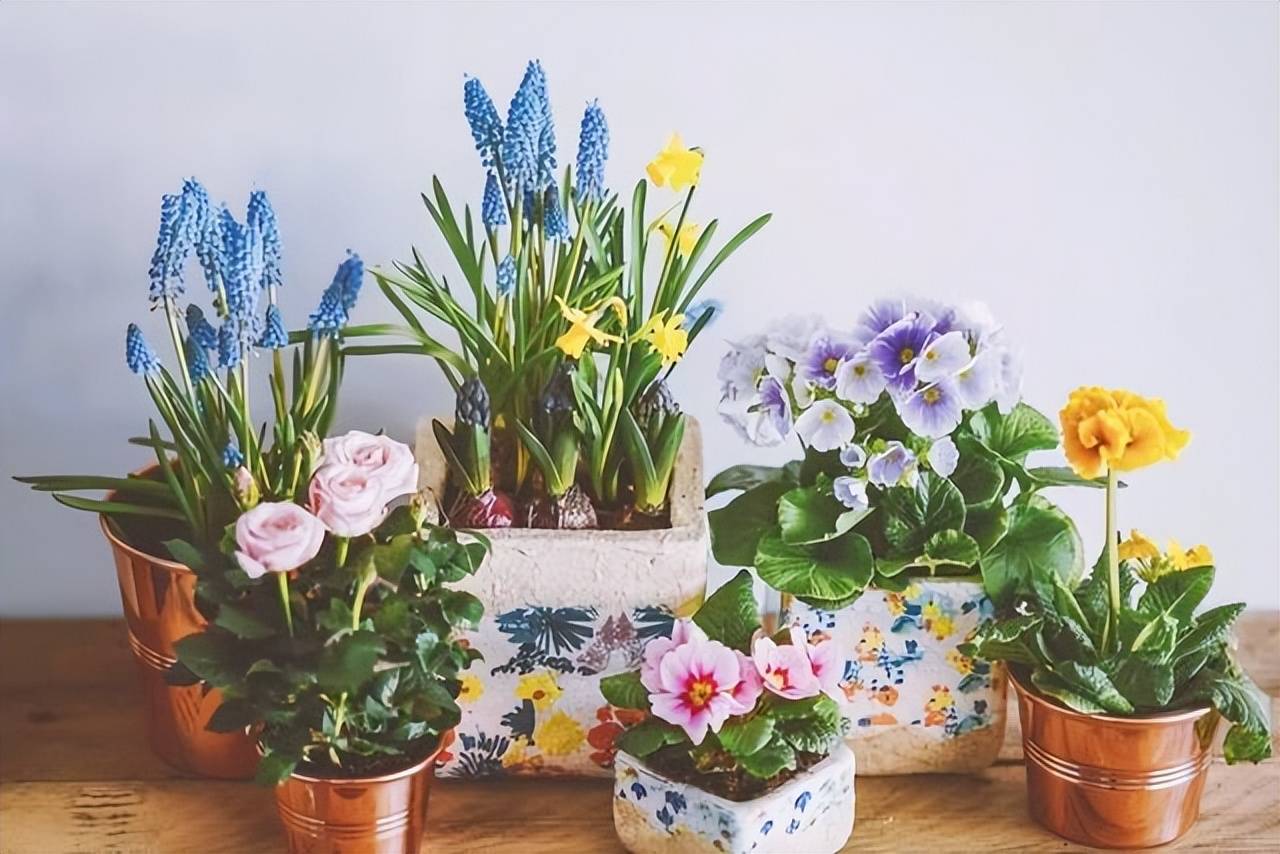 8 hiểu lầm lớn khi trồng cây cảnh, bảo sao "nâng như nâng trứng" mà cây vẫn chết - Ảnh 6.