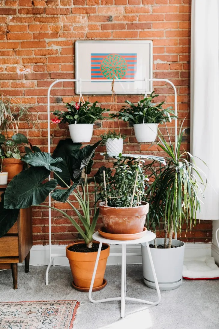 11 Mẹo tạo kiểu cho cây trồng thiên tài mà chúng tôi đã học được từ chuyến tham quan nhà trị liệu căn hộ - Ảnh 3.