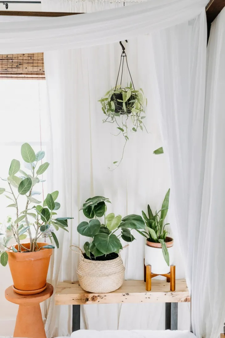 11 Mẹo tạo kiểu cho cây trồng thiên tài mà chúng tôi đã học được từ chuyến tham quan nhà trị liệu căn hộ - Ảnh 8.