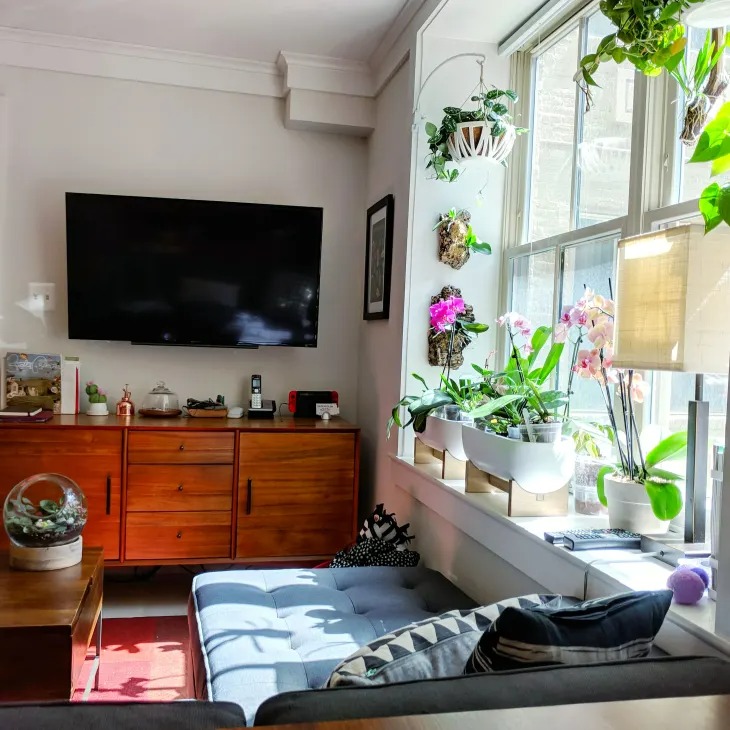 11 Mẹo tạo kiểu cho cây trồng thiên tài mà chúng tôi đã học được từ chuyến tham quan nhà trị liệu căn hộ - Ảnh 12.