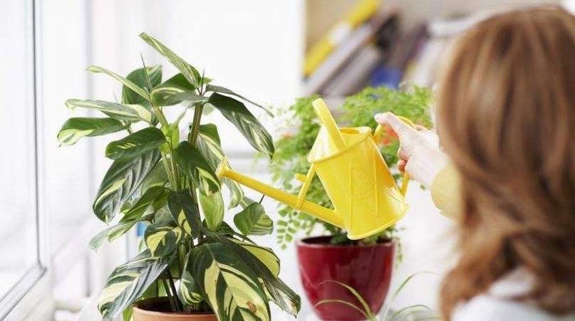 8 hiểu lầm lớn khi trồng cây cảnh, bảo sao "nâng như nâng trứng" mà cây vẫn chết - Ảnh 1.