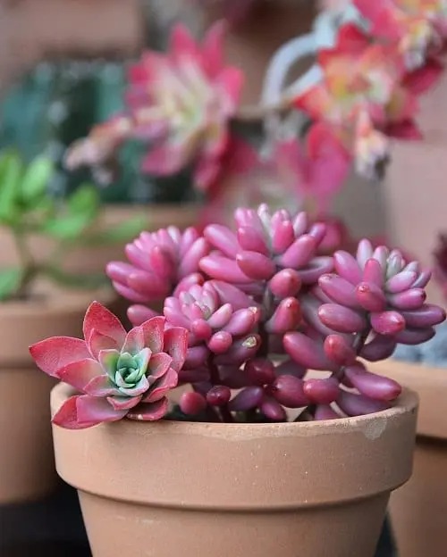 Tưới cây cảnh cũng lắm công phu, muốn cây tươi tốt hãy thuộc lòng 5 "khẩu quyết" này - Ảnh 9.