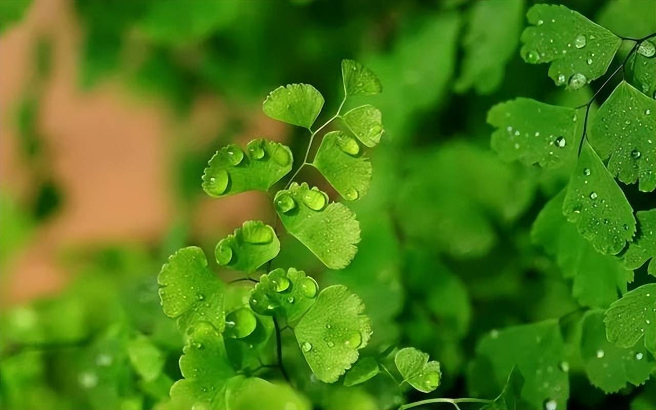 Tưới cây cảnh cũng lắm công phu, muốn cây tươi tốt hãy thuộc lòng 5 "khẩu quyết" này - Ảnh 2.