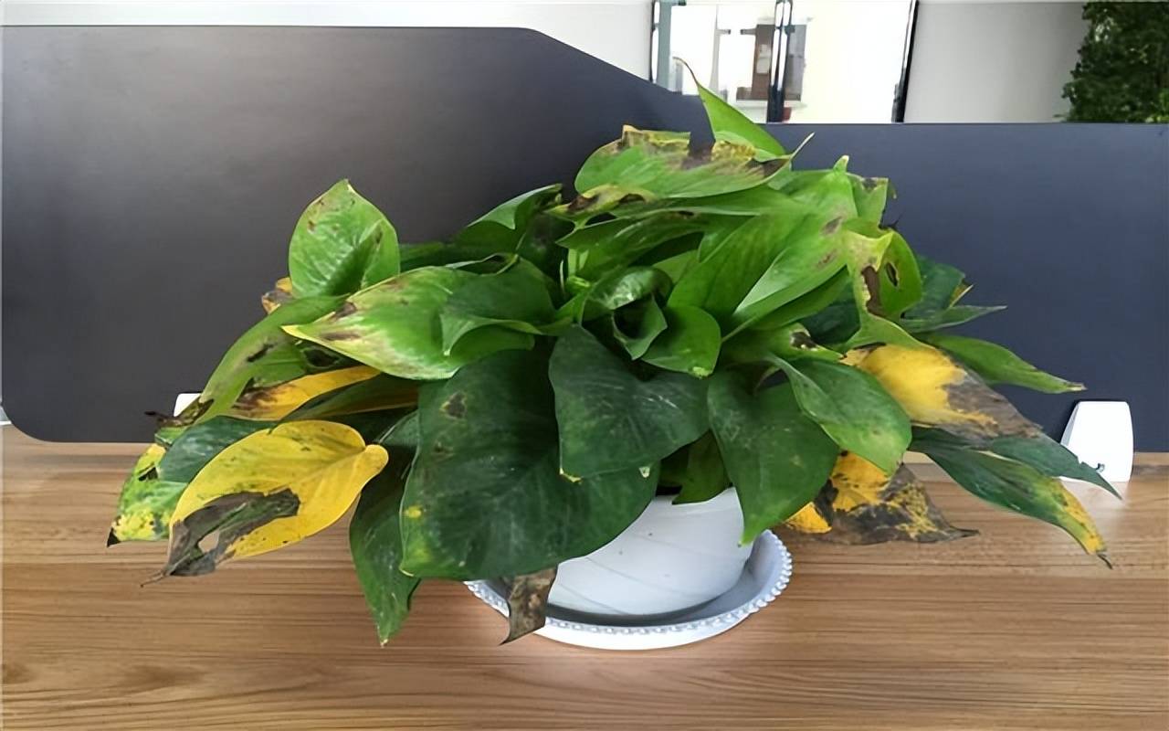 Tưới cây cảnh cũng lắm công phu, muốn cây tươi tốt hãy thuộc lòng 5 "khẩu quyết" này - Ảnh 4.