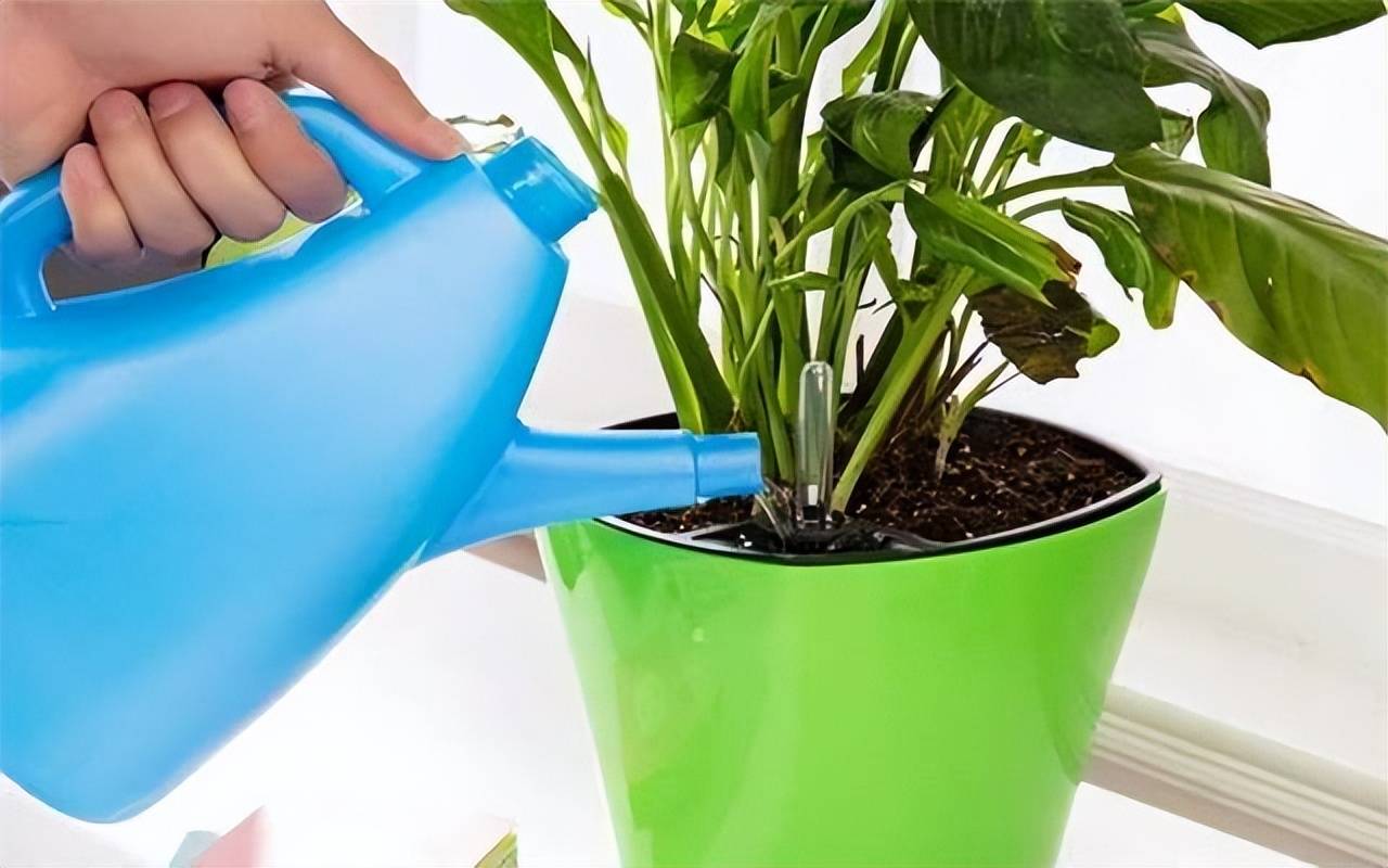 Tưới cây cảnh cũng lắm công phu, muốn cây tươi tốt hãy thuộc lòng 5 "khẩu quyết" này - Ảnh 7.