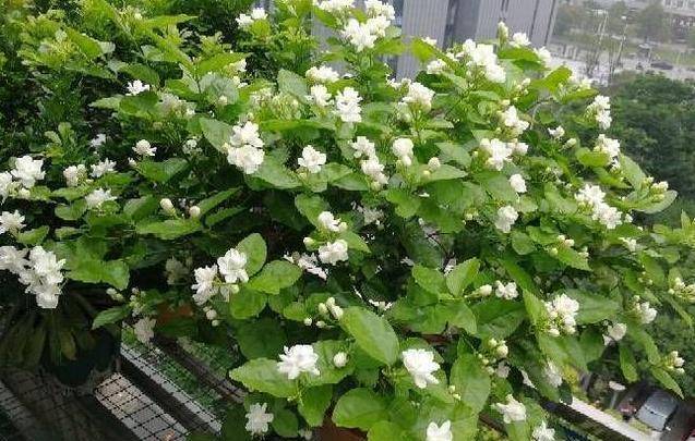 Khu vườn tháng 5, 8 loài hoa mỹ nhân lộng lẫy nhất của mùa hè, bung nở như pháo hoa - Ảnh 2. Khu vườn tháng 5, 8 loài hoa mỹ nhân lộng lẫy nhất của mùa hè, bung nở như pháo hoa - Ảnh 2.