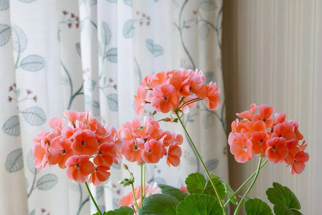 Khu vườn tháng 5, 8 loài hoa mỹ nhân lộng lẫy nhất của mùa hè, bung nở như pháo hoa - Ảnh 7. Khu vườn tháng 5, 8 loài hoa mỹ nhân lộng lẫy nhất của mùa hè, bung nở như pháo hoa - Ảnh 7.