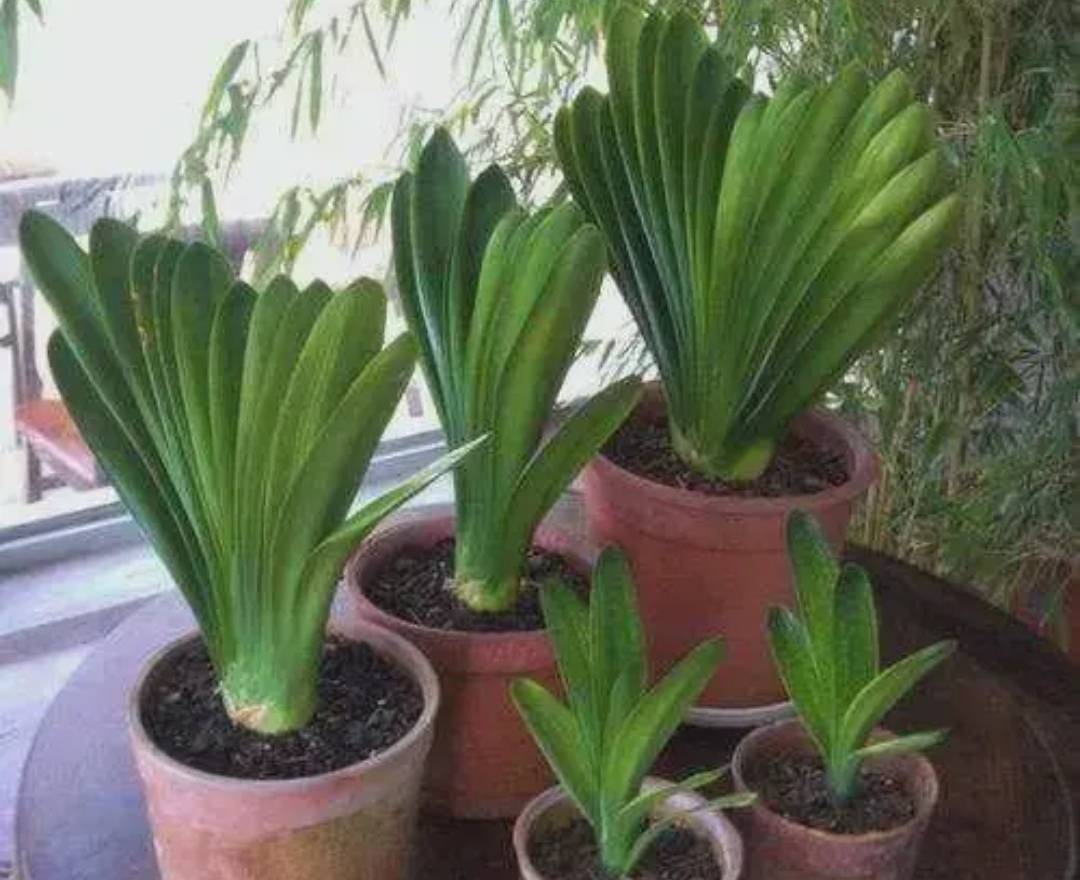 5 cây cảnh ngủ đông giữa mùa hè, độ lười biếng đến mức "quên ăn" - Ảnh 2.