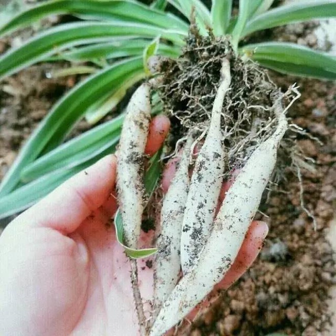 3 loại cây khả năng sinh sản thần tốc, 1 chậu thành nhiều chậu, tưới ít nước cũng sống - Ảnh 1.