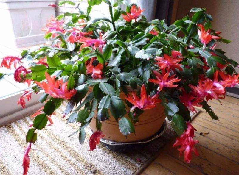 5 cây cảnh ngủ đông giữa mùa hè, độ lười biếng đến mức "quên ăn" - Ảnh 3.